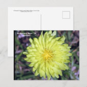 LionHead Dandy Lion Flower Floriography Briefkaart (Voorkant / Achterkant)