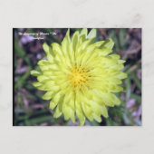 LionHead Dandy Lion Flower Floriography Briefkaart (Voorkant)