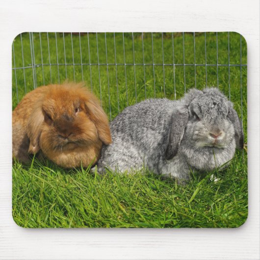Lionhead Holland Mini Lop Bunny Rabbit Muismat (Voorkant)