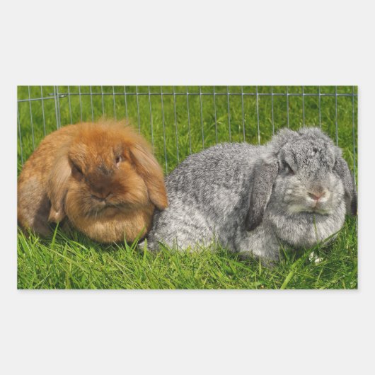 Lionhead Holland Mini Lop Bunny Rabbit Rechthoekige Sticker (Voorkant)