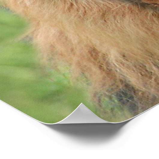 Lionhond Poster (Hoek)