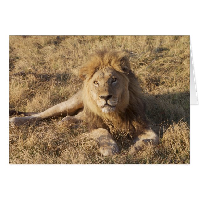 Lionkaart (Voorkant Horizontaal)