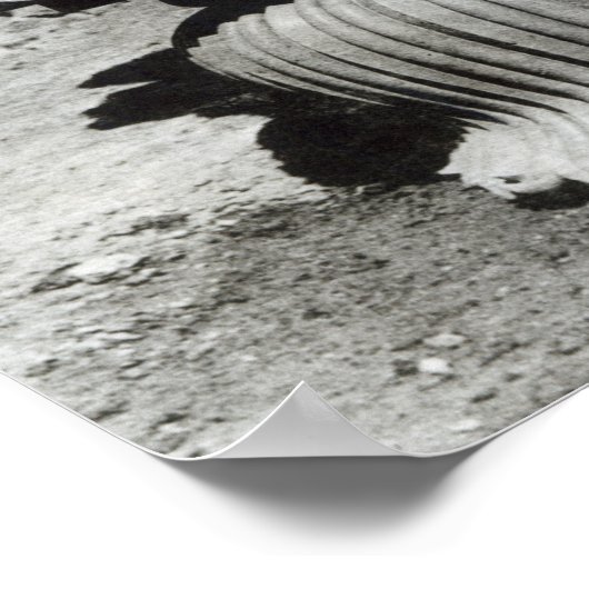 Lionkapitaal van de pijler van keizer Ashoka Poster (Hoek)