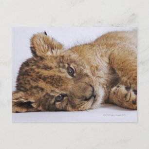 Lionkrab (Panthera leo) aan de zijkant, close-up Briefkaart