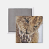 Lionkrab (Panthera leo), likkerpoot, close-up Magneet (Voorkant / Achterkant)