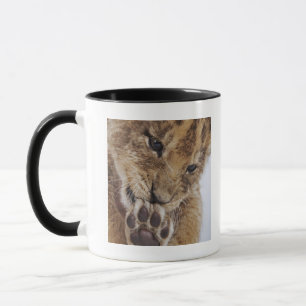 Lionkrab (Panthera leo), likkerpoot, close-up Mok