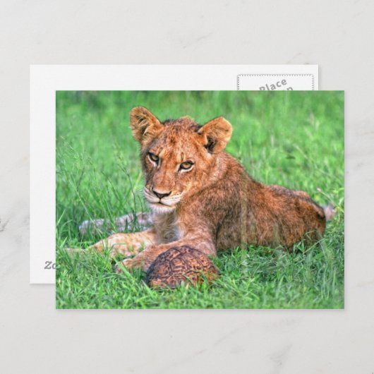 Lionkuil en schildpad briefkaart (Voorkant / Achterkant)