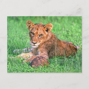 Lionkuil en schildpad briefkaart