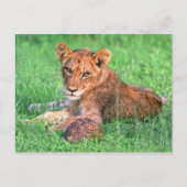 Lionkuil en schildpad briefkaart (Voorkant)