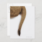 Lionkuil (Panthera leo) tegen wit Briefkaart (Voorkant / Achterkant)