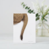 Lionkuil (Panthera leo) tegen wit Briefkaart (Staand voorkant)