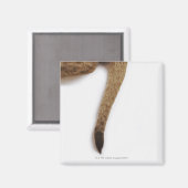 Lionkuil (Panthera leo) tegen wit Magneet (Voorkant / Achterkant)