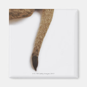 Lionkuil (Panthera leo) tegen wit Magneet