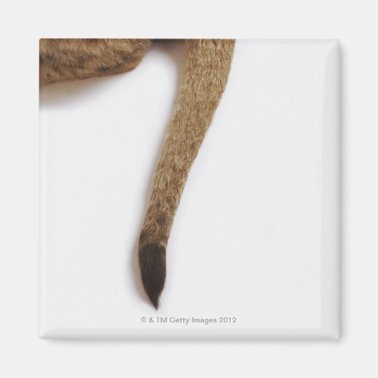 Lionkuil (Panthera leo) tegen wit Magneet (Voorkant)