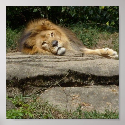 Lionontwerp-Poster Poster (Voorkant)