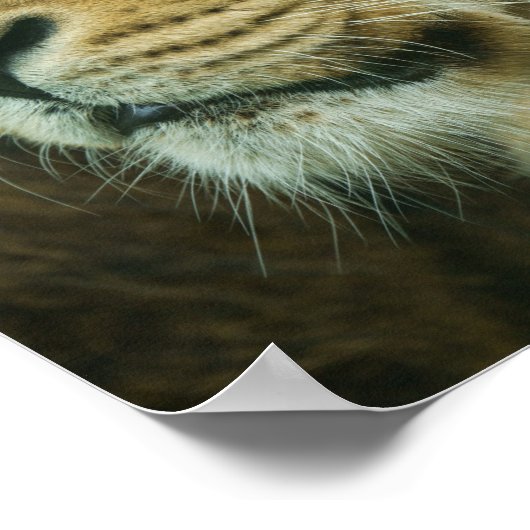 Lionprofiel Sluiten Poster (Hoek)