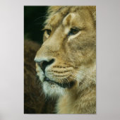 Lionprofiel Sluiten Poster (Voorkant)