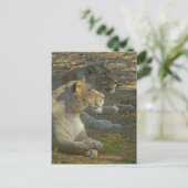 Lions Briefkaart (Staand voorkant)