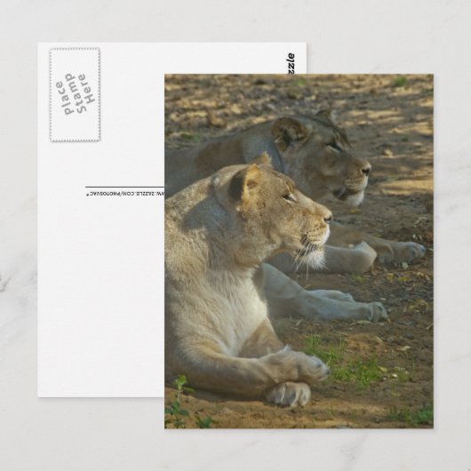 Lions Briefkaart (Voorkant / Achterkant)