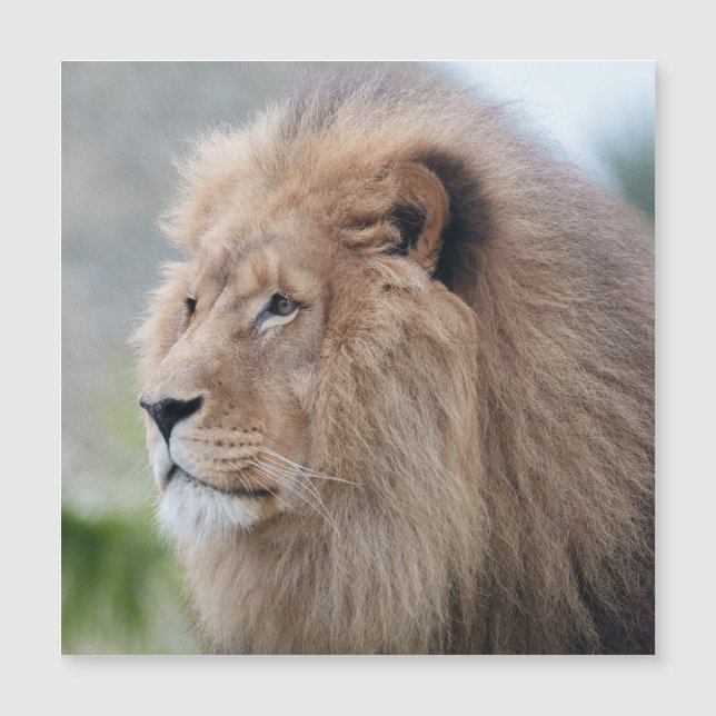 Lion's Embrace (Voorkant)