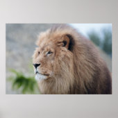 Lion's Embrace Poster (Voorkant)