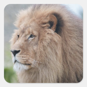 Lion's Embrace Vierkante Sticker