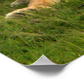 Lions Eyes Poster (Hoek)