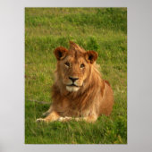 Lions Eyes Poster (Voorkant)