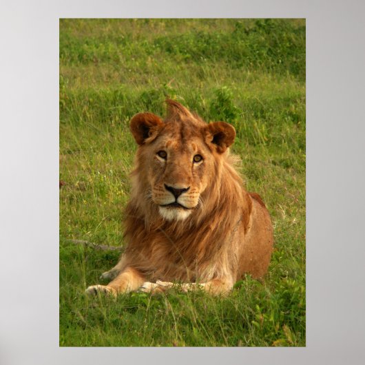 Lions Eyes Poster (Voorkant)