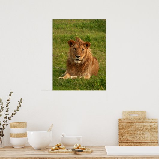 Lions Eyes Poster (Keuken)