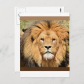 Lions Head Postcard Briefkaart (Voorkant / Achterkant)