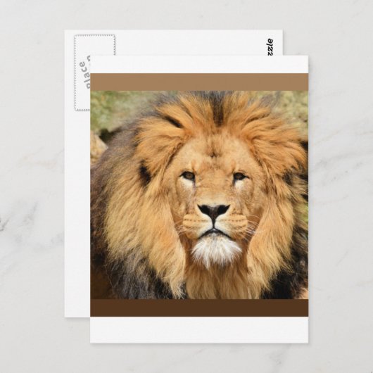 Lions Head Postcard Briefkaart (Voorkant / Achterkant)