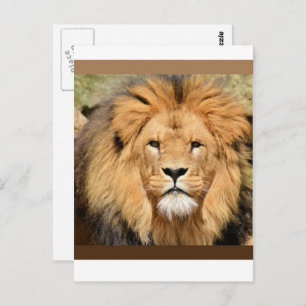Lions Head Postcard Briefkaart