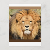 Lions Head Postcard Briefkaart (Voorkant)