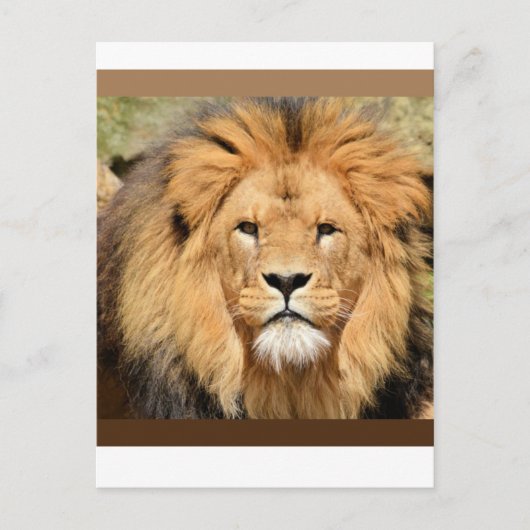 Lions Head Postcard Briefkaart (Voorkant)