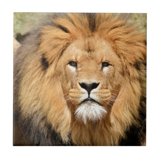 Lions Head Tegeltje (Voorkant)