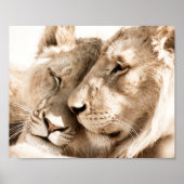 Lions Love Safari Dieren Fotografie Poster (Voorkant)