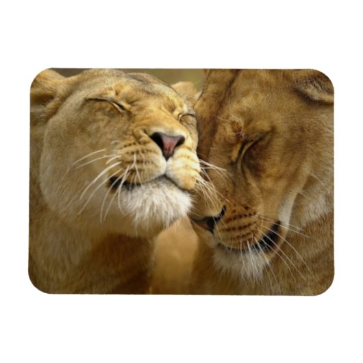 Lions Magnet Magneet (Horizontaal)