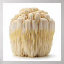 Lion's Mane Mushroom