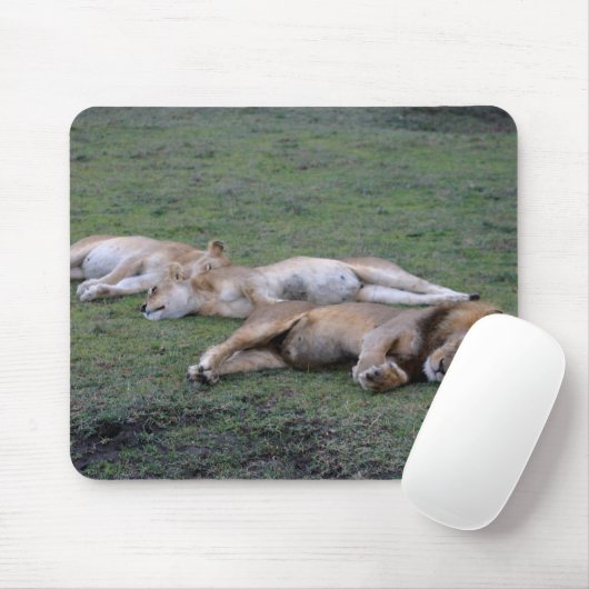 Lions Napping - Mousepad Muismat (Met muis)