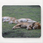 Lions Napping - Mousepad Muismat (Voorkant)