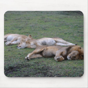 Lions Napping - Mousepad Muismat
