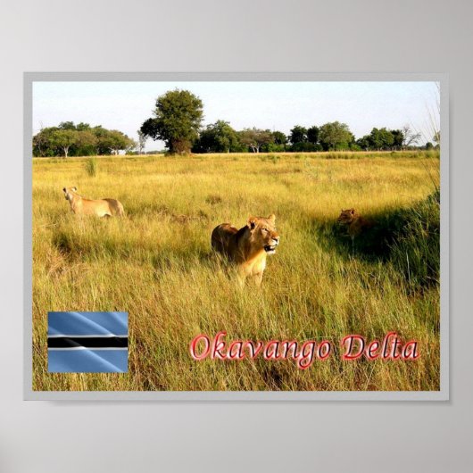 LIONS Okavango Delta - Poster (Voorkant)