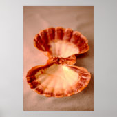 Lions Paw Poster (Voorkant)