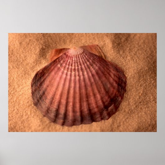 Lions Paw Poster (Voorkant)