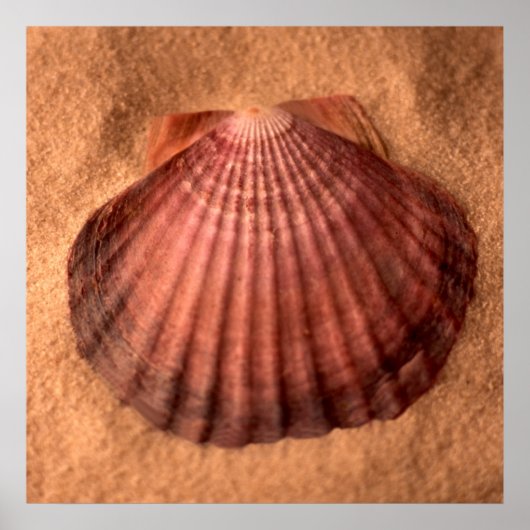 Lions Paw Poster (Voorkant)