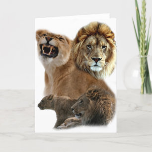 Lions Pride Kaart