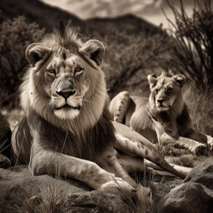 Lion's Rest - Black and White Jigzaag Puzzle Legpuzzel