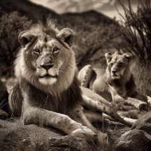 Lion's Rest - Black and White Jigzaag Puzzle