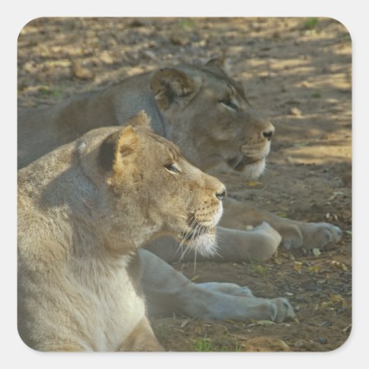 Lions Sticker (Voorkant)